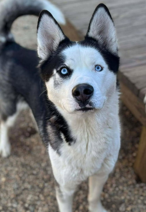 DOMINO - Siberian Husky available for adoption