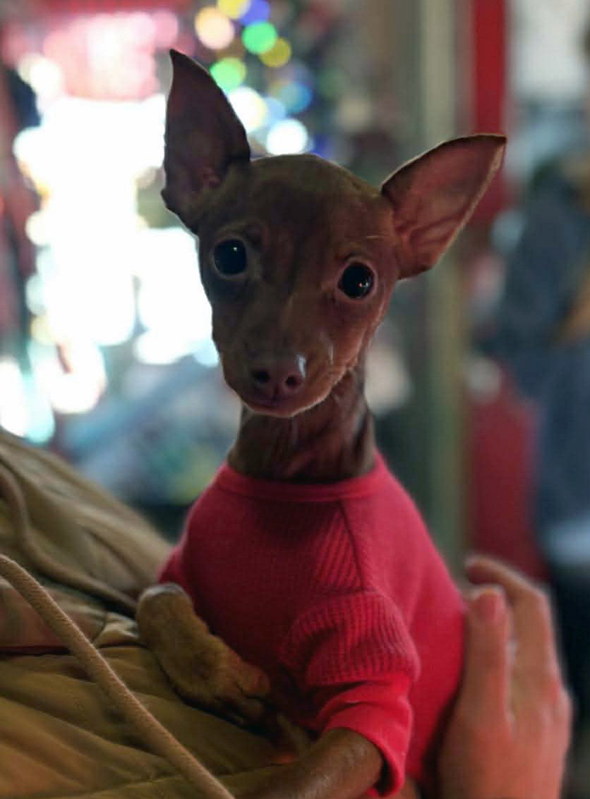 Image of Remy