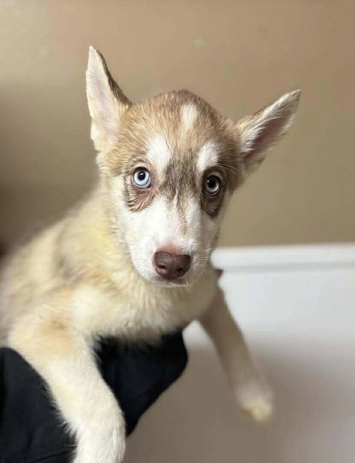 SERENITY - Siberian Husky available for adoption