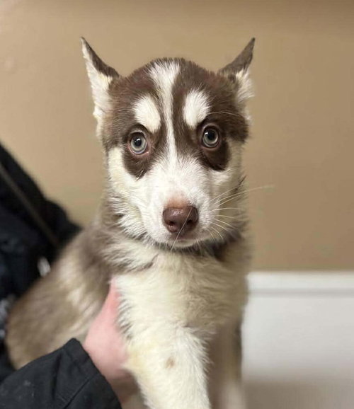DESTINY - Siberian Husky available for adoption