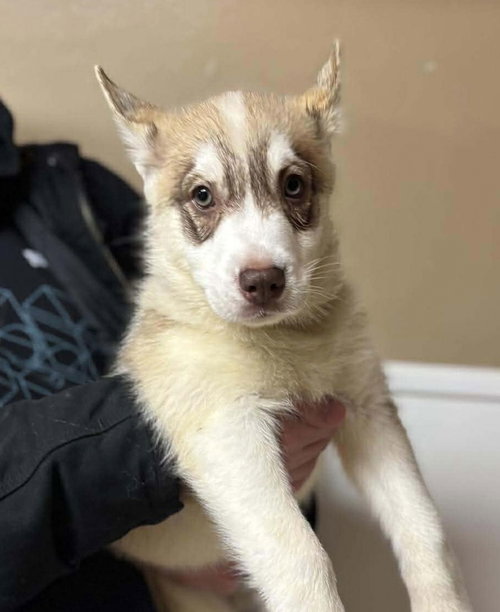 FELICITY - Siberian Husky available for adoption