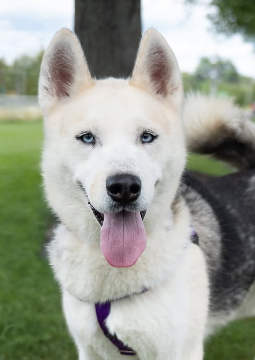 picture of the dog needing adoption