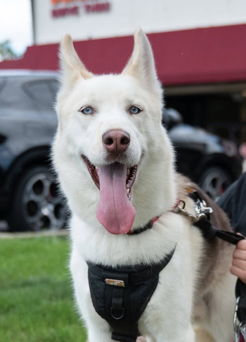 picture of the dog needing adoption