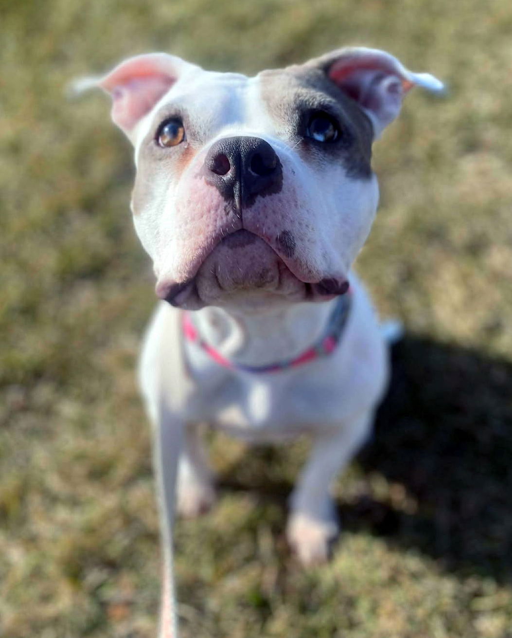 Amy Image