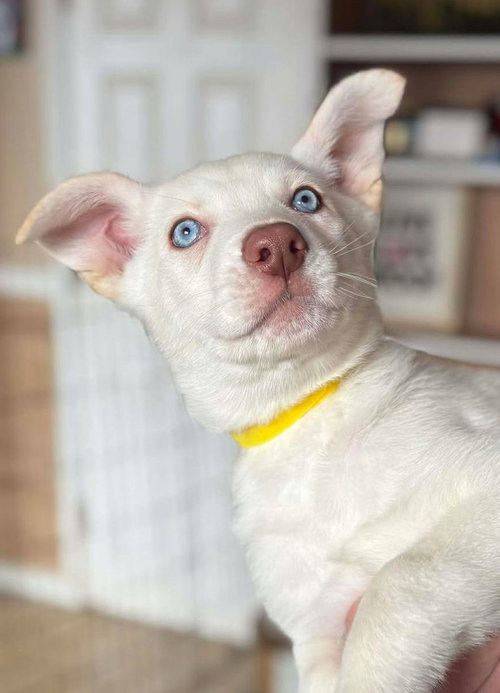 picture of the dog needing adoption
