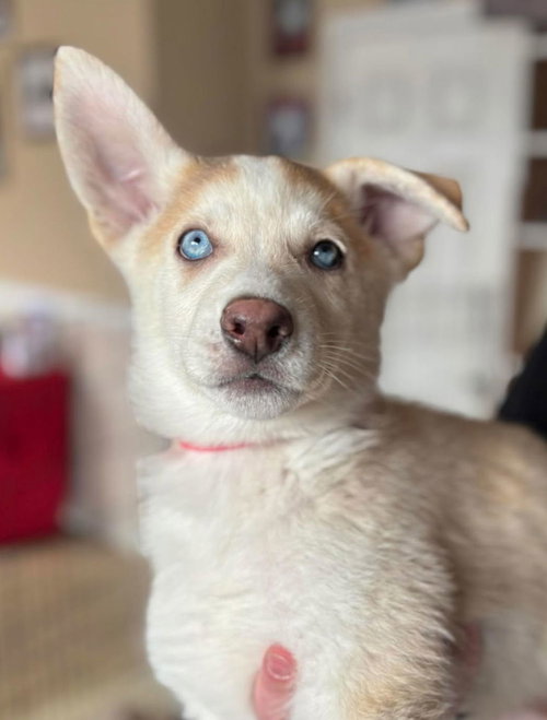 picture of the dog needing adoption