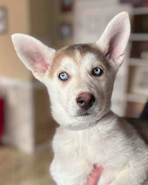 picture of the dog needing adoption
