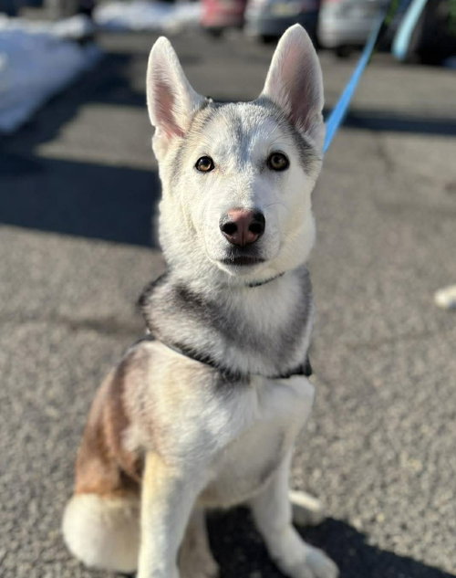 picture of the dog needing adoption