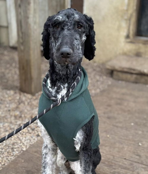picture of the dog needing adoption