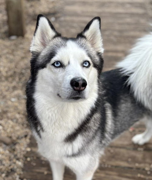 picture of the dog needing adoption