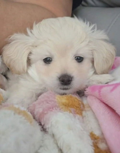 picture of the dog needing adoption