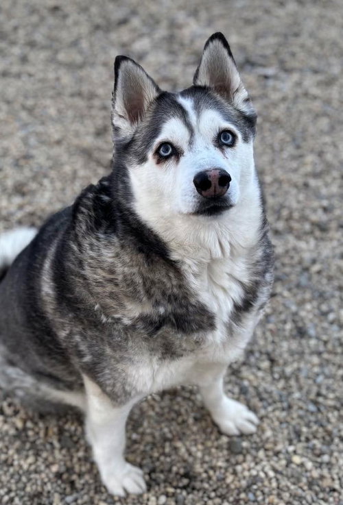 Nikko, an adoptable Siberian Husky in Matawan, NJ