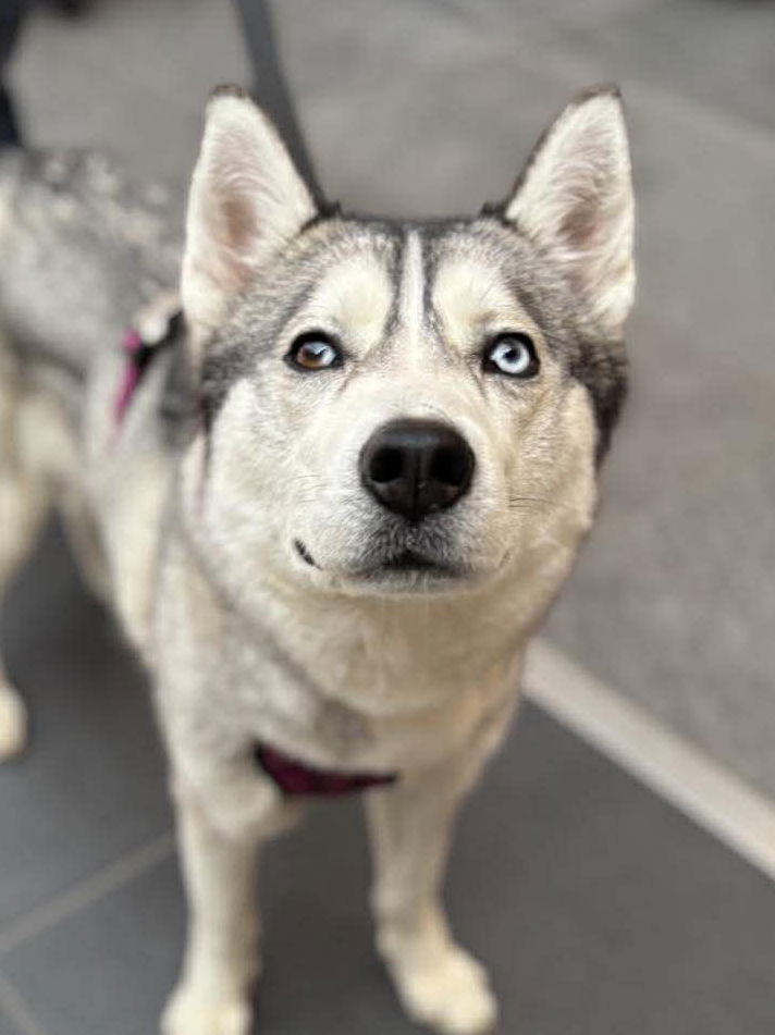 Image of Shiba