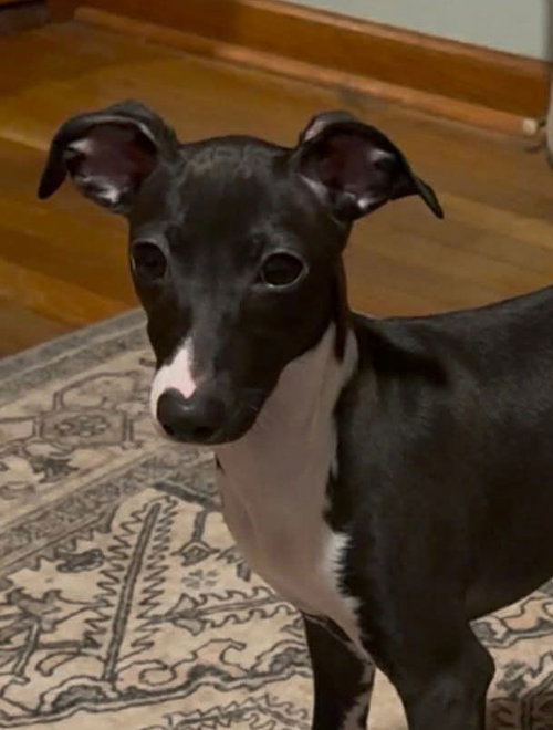 Lydia, an adoptable Greyhound in Matawan, NJ
