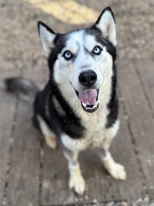 Toodles, an adoptable Siberian Husky in Matawan, NJ