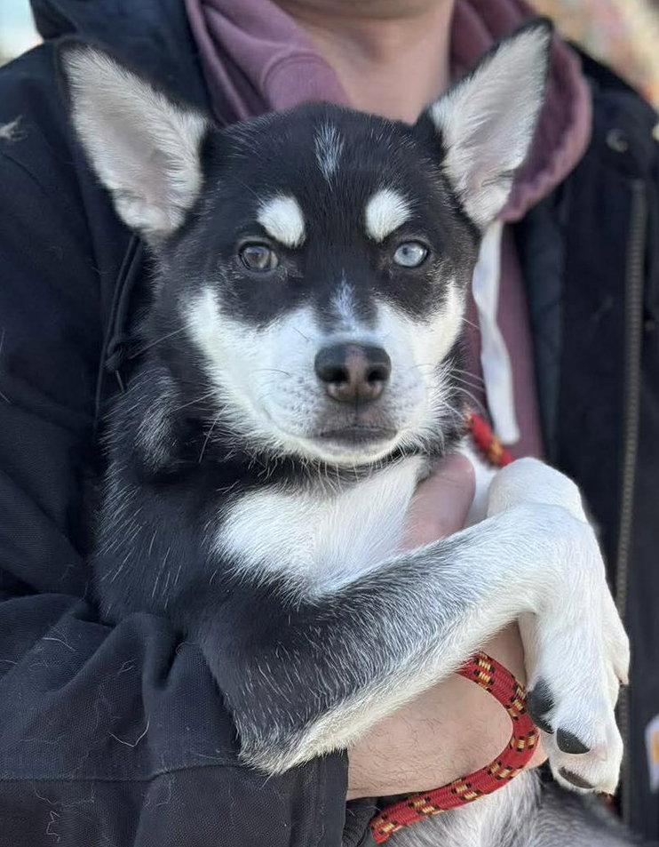 Image of Baron