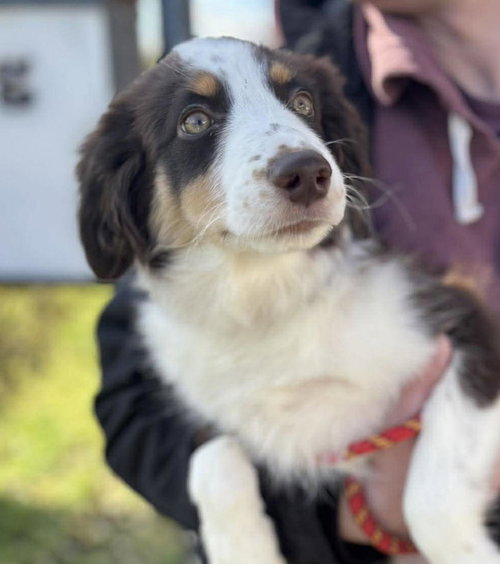 Declan, an adoptable Australian Shepherd in Matawan, NJ