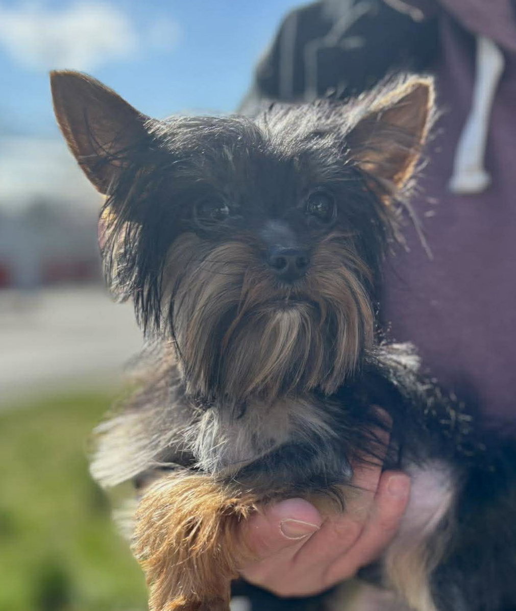 Image of Bentley