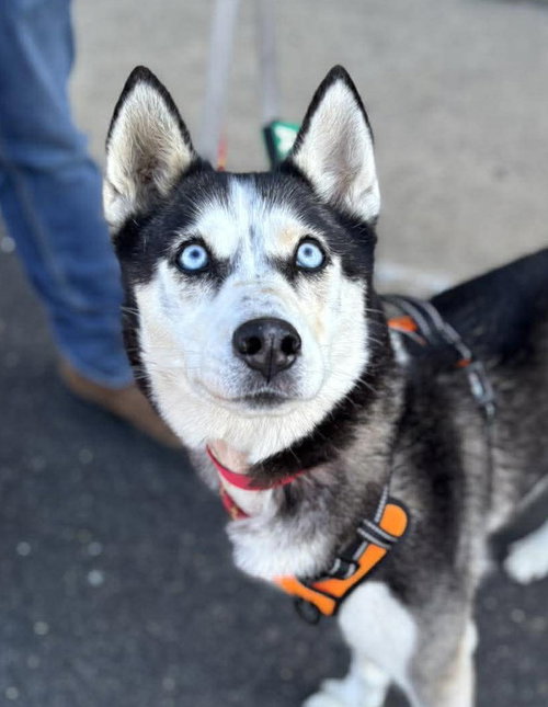 Apple, an adoptable Siberian Husky in Matawan, NJ