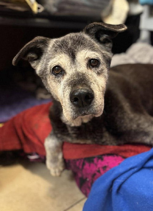 Mya, an adoptable Labrador Retriever in Matawan, NJ