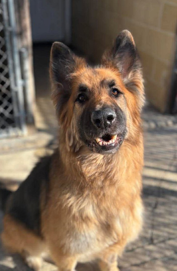 Image of Sammy