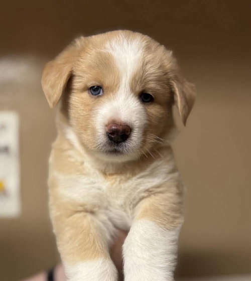 Hermione, an adoptable Siberian Husky in Matawan, NJ