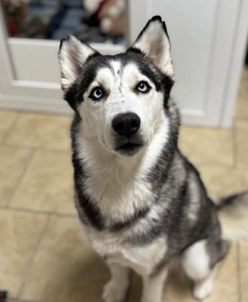 Image of Canela