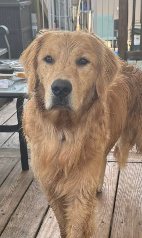 Dudley, an adoptable Golden Retriever in Matawan, NJ