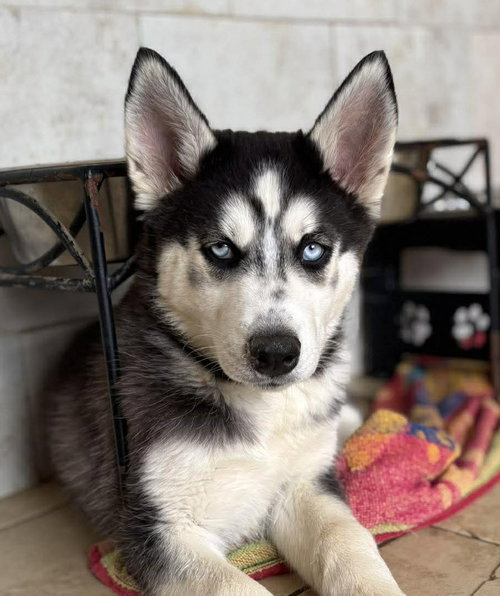 Buddha, an adoptable Siberian Husky in Matawan, NJ