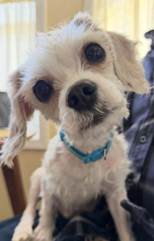 Milo, an adoptable Maltese in Matawan, NJ