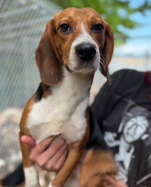 Jeremiah, an adoptable Beagle in Matawan, NJ