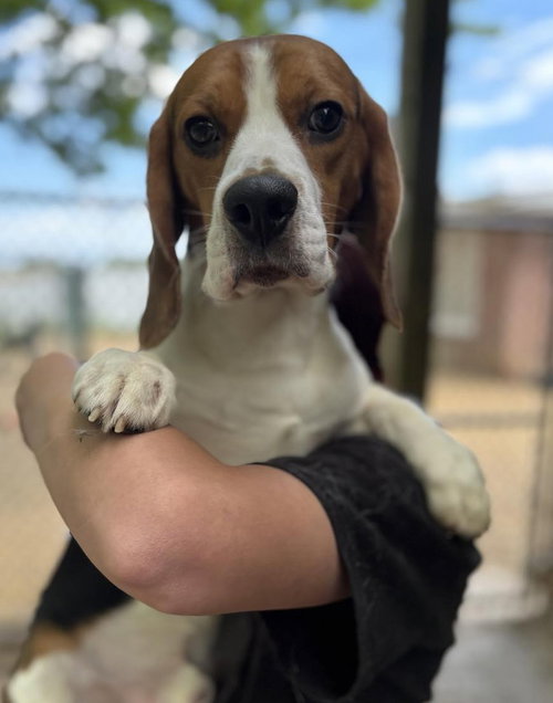 Steven, an adoptable Beagle in Matawan, NJ