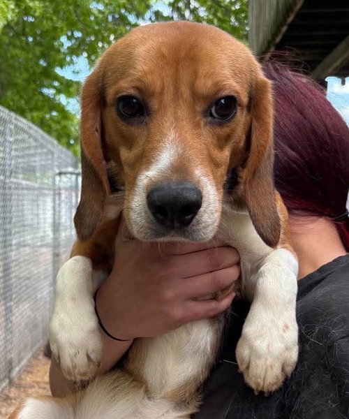 Conrad, an adoptable Beagle in Matawan, NJ