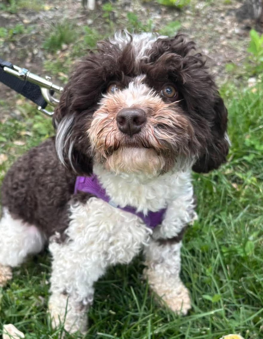 Image of Mr. Stevenson