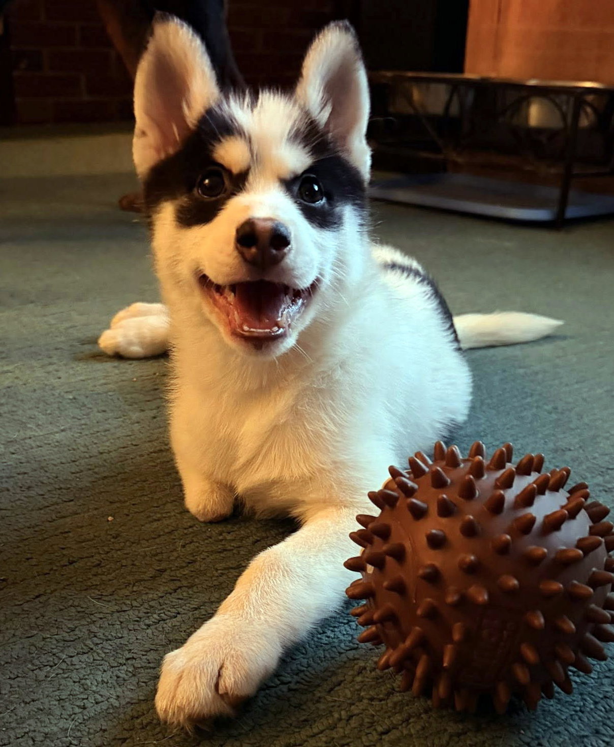 Image of Cookie