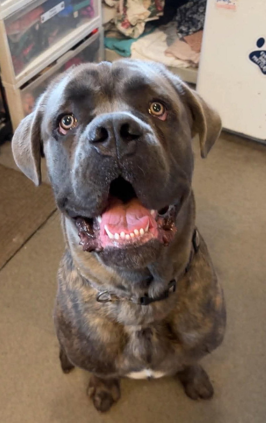 Image of Rocky