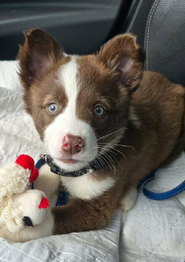 Image of Bluey
