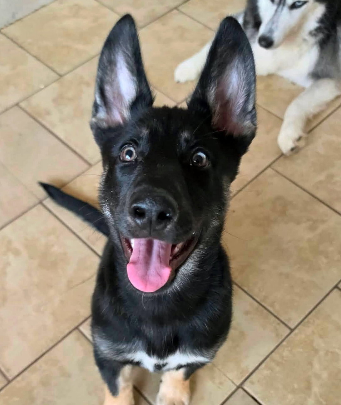 Large image of Nova