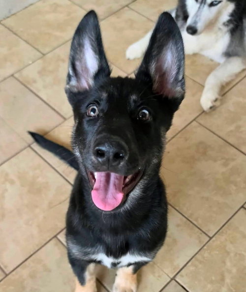 Nova, an adoptable German Shepherd Dog in Matawan, NJ