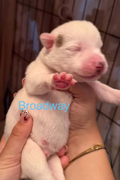 Broadway, an adoptable Siberian Husky in Matawan, NJ