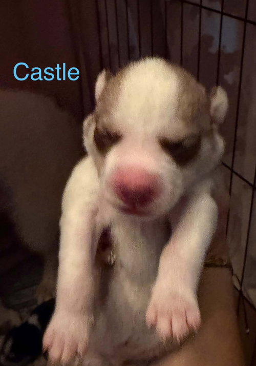 Castle, an adoptable Siberian Husky in Matawan, NJ