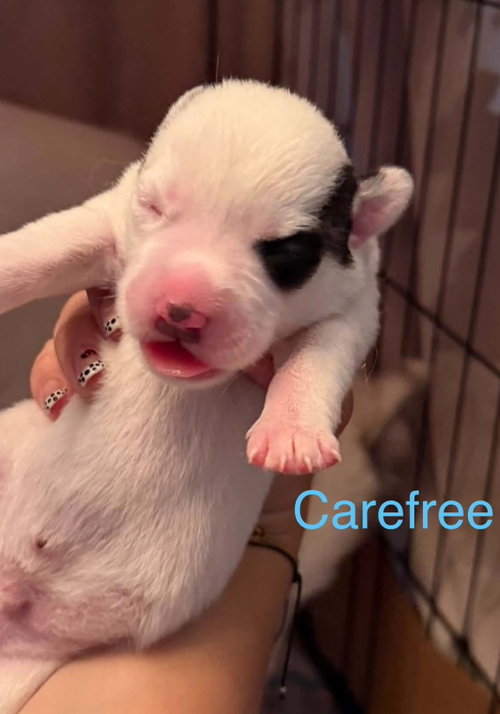 Carefree, an adoptable Siberian Husky in Matawan, NJ