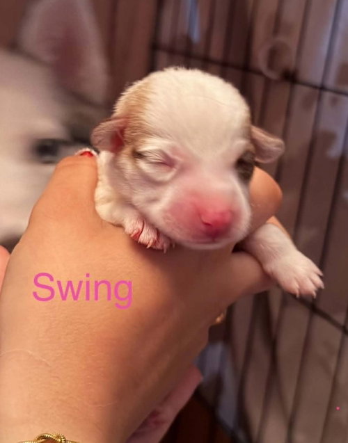 Swing, an adoptable Siberian Husky in Matawan, NJ