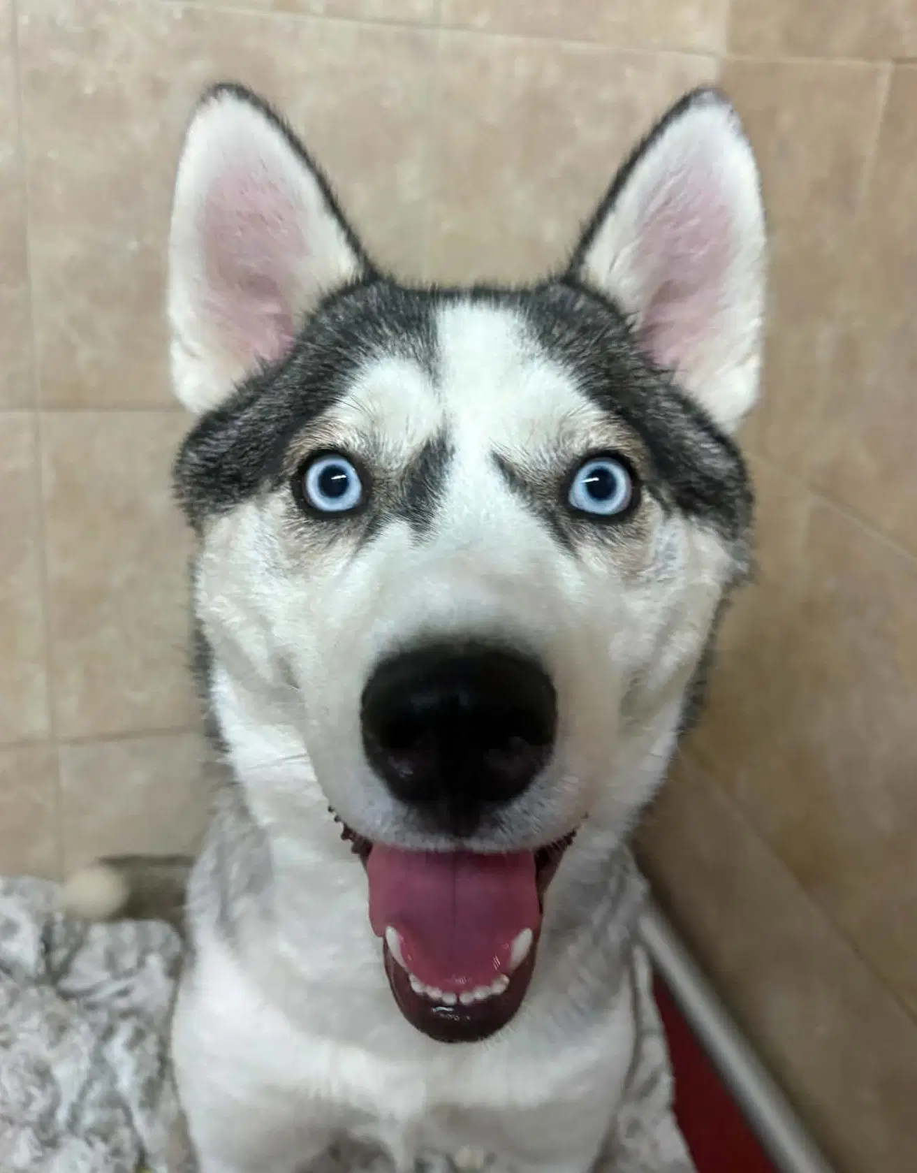 Fred - Siberian Husky
