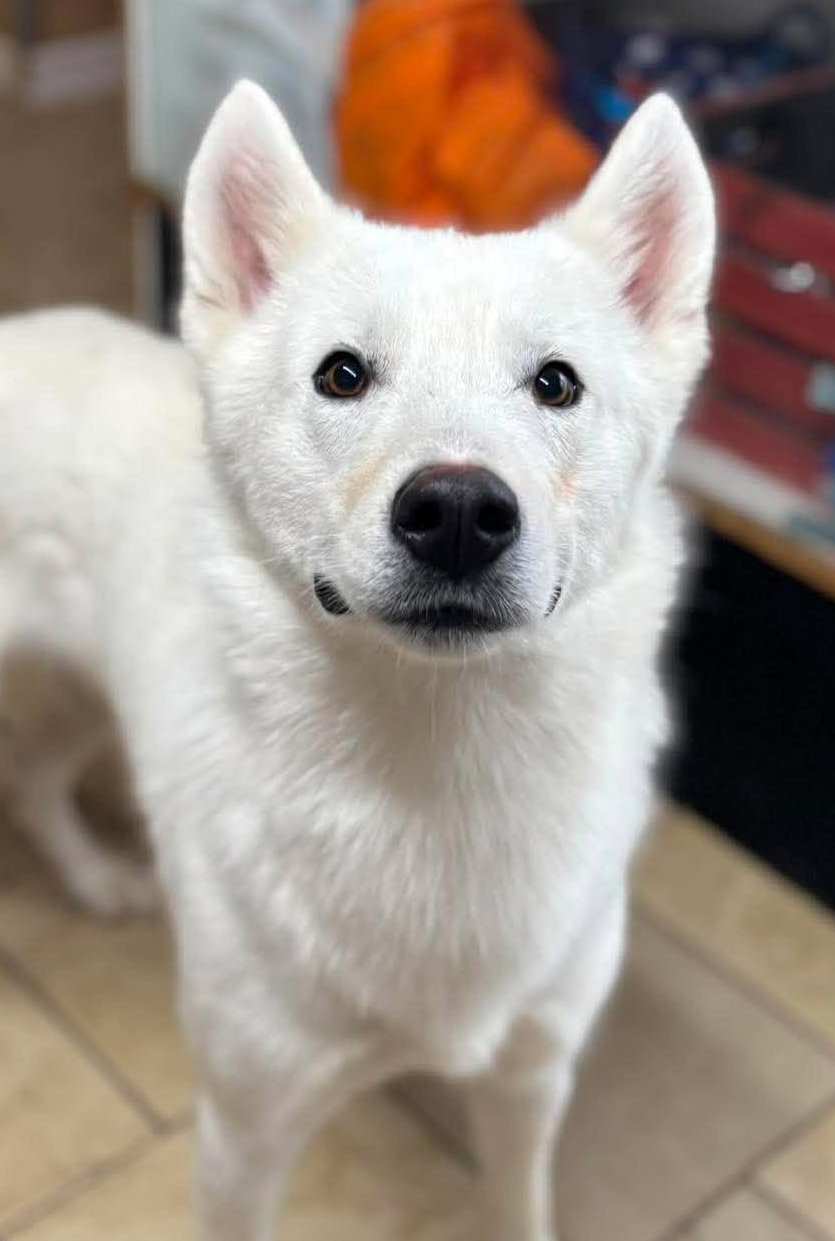 Image of Duke
