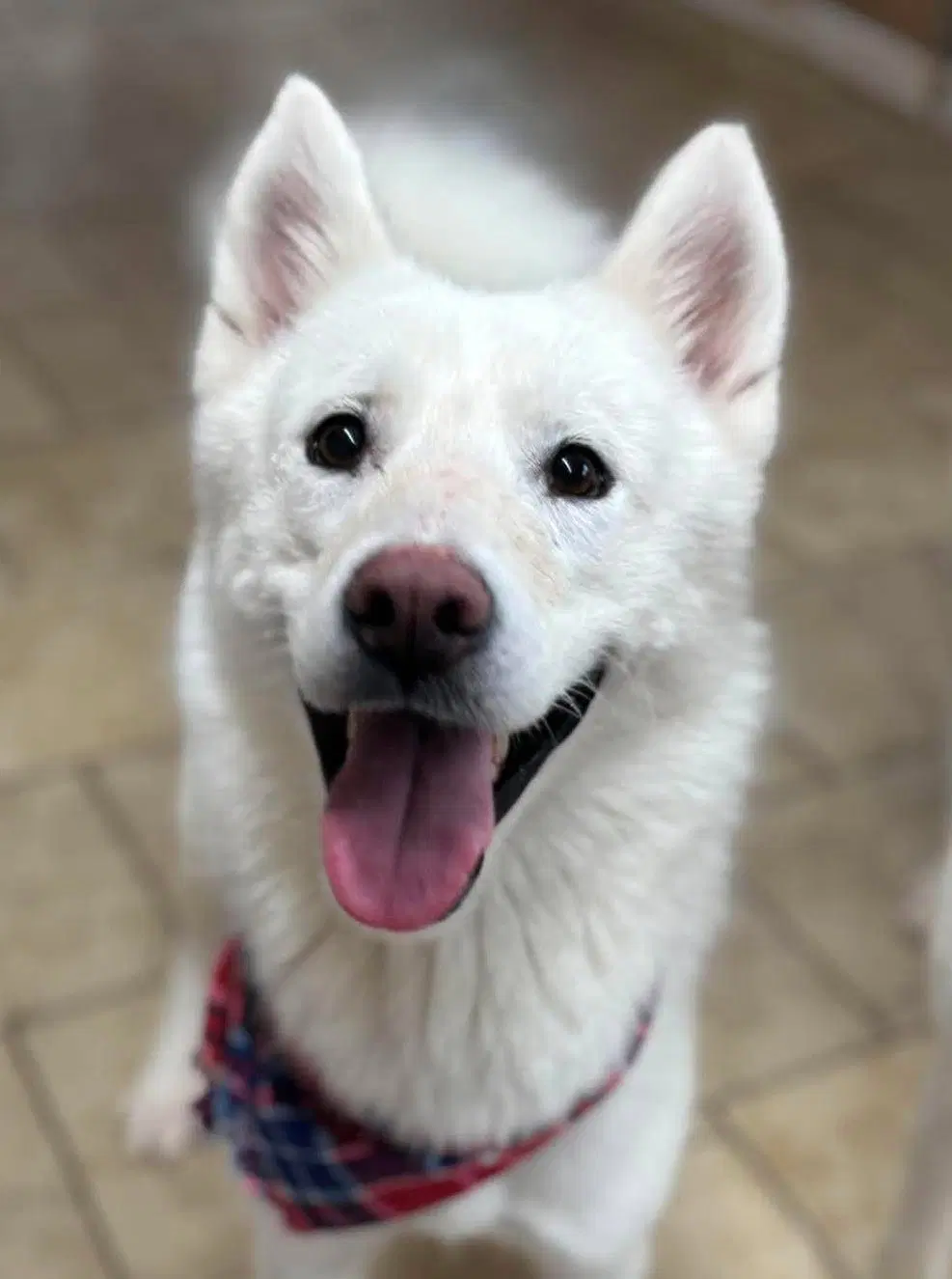 Juliette - Siberian Husky