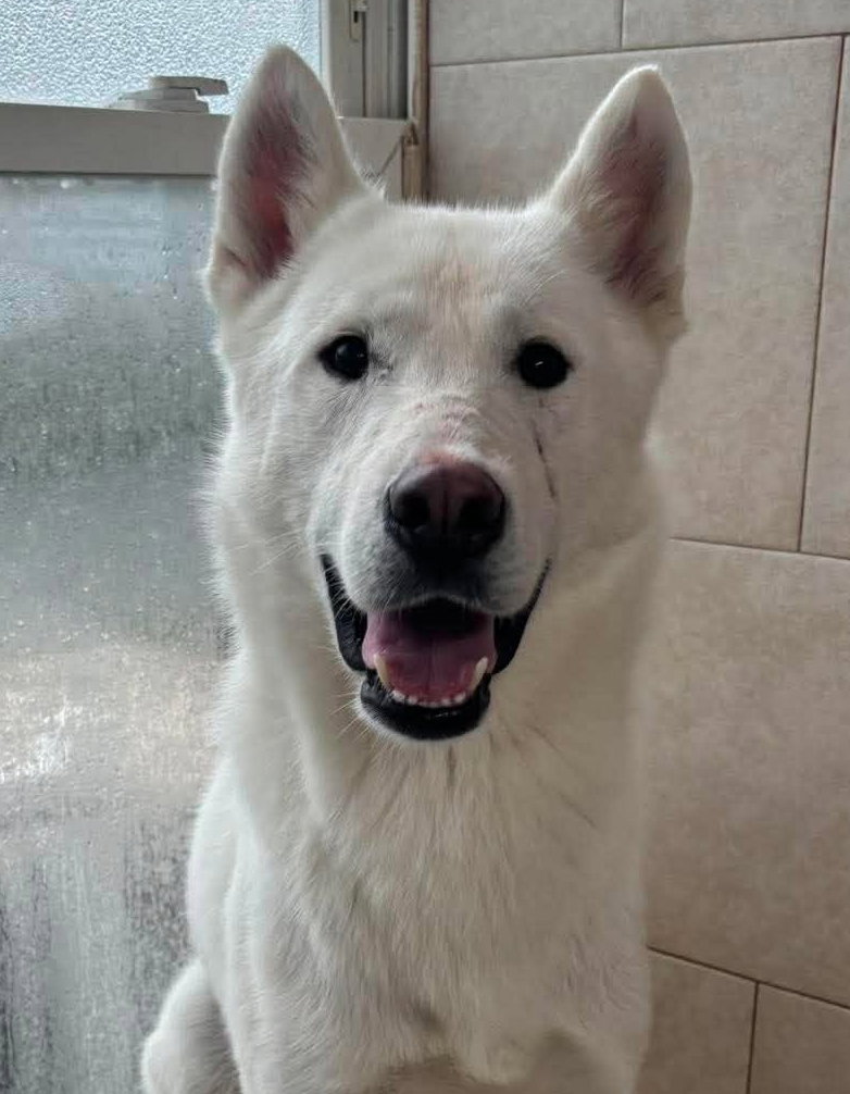 Image of Dax