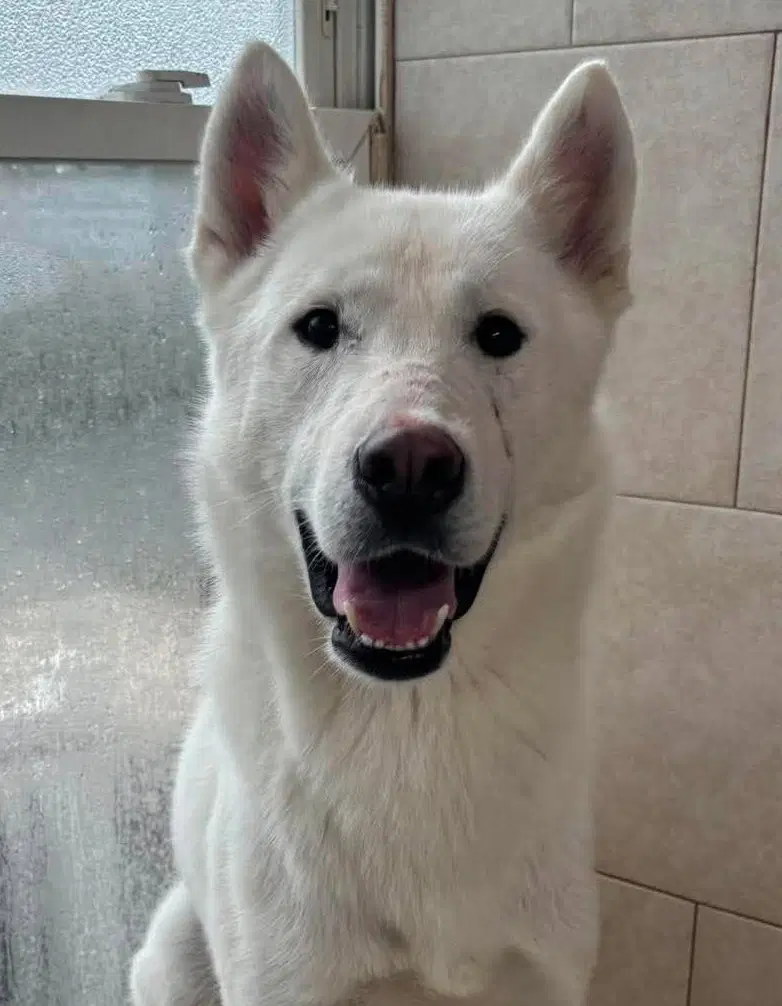 Dax - Siberian Husky