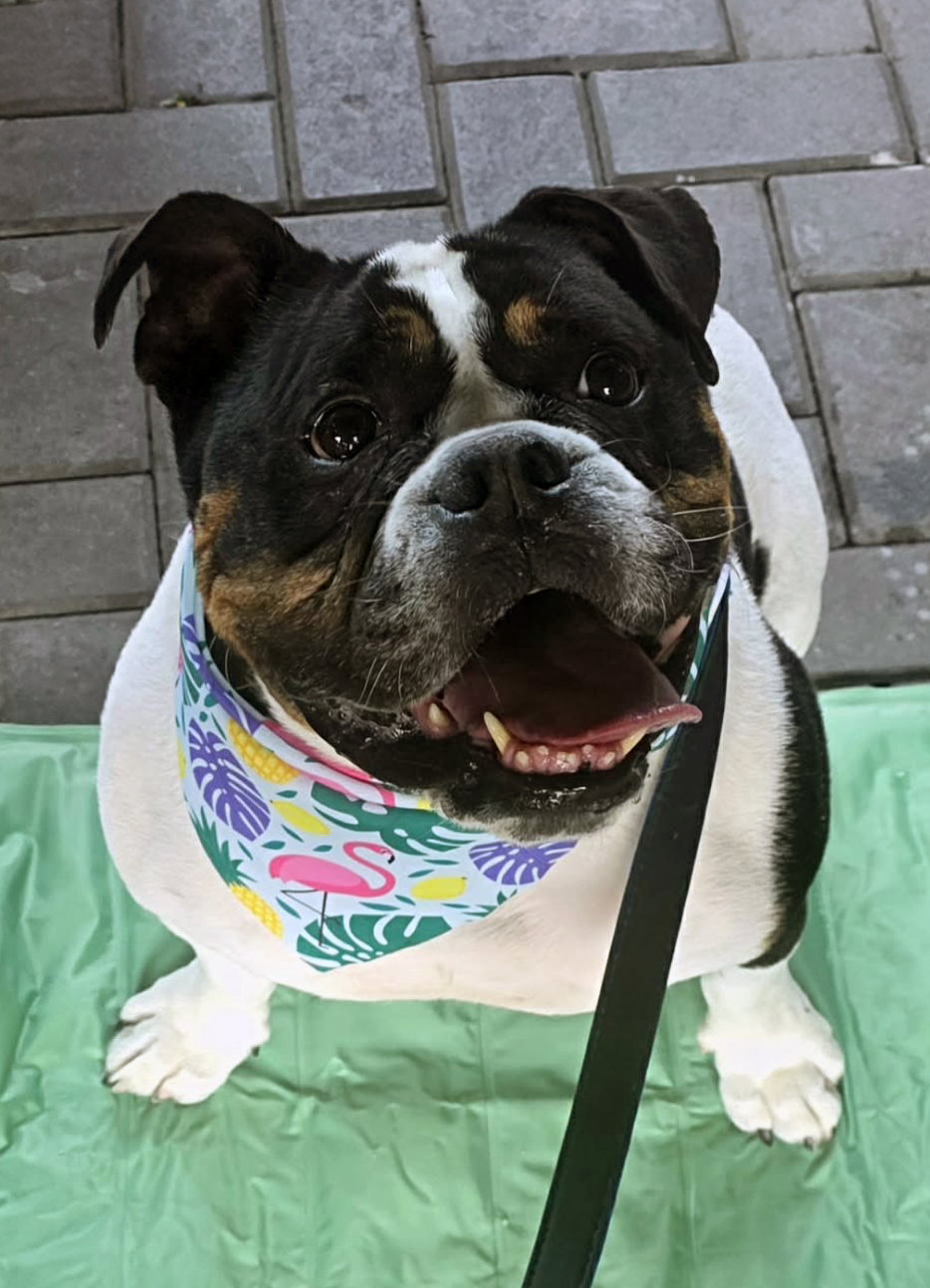 Image of Rocky