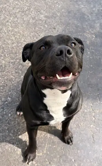 Gofi - Pit Bull Terrier